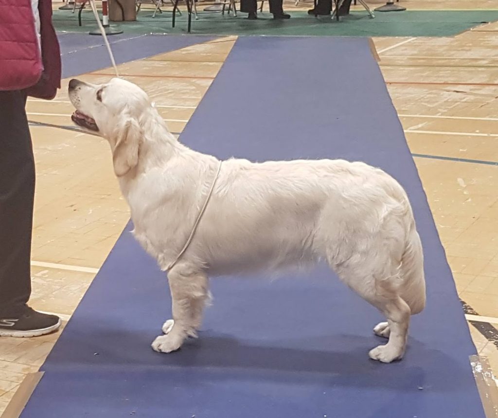 Ava at Pwllheli Show